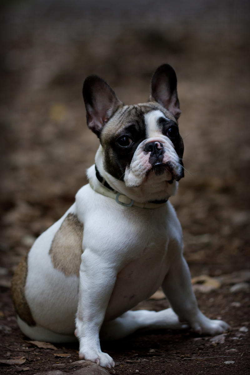 Laying and look like a true professional!