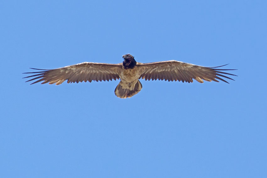 Gipeto controlla in giro