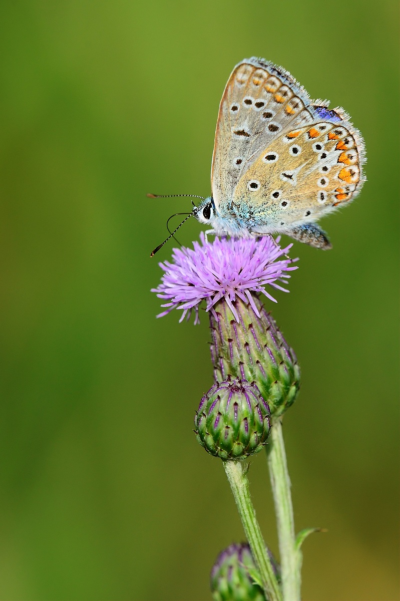Campagna Poggio alla Malva Firenze