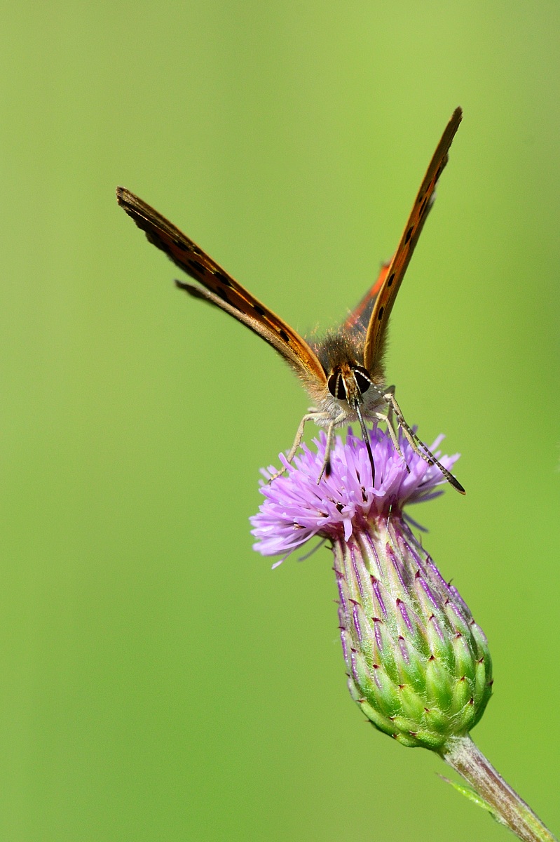 Campagna Poggio alla Malva Firenze