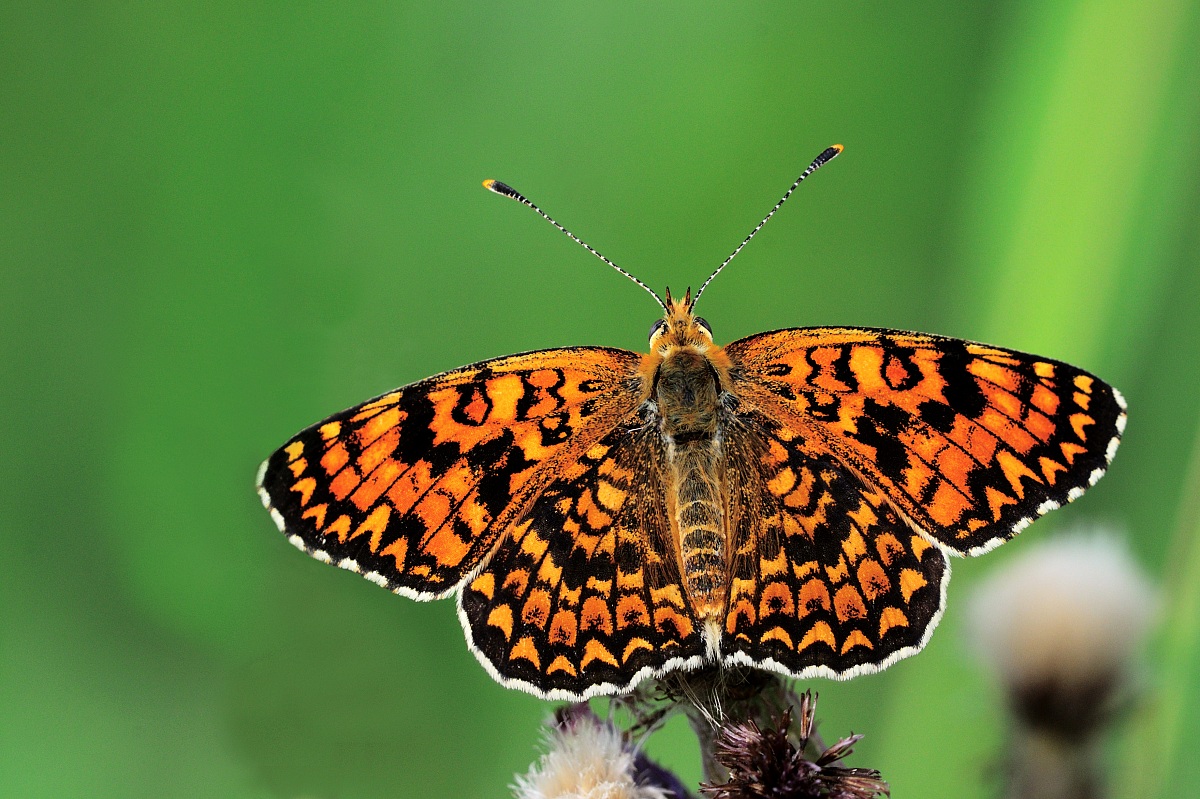 Campagna Poggio alla Malva Firenze