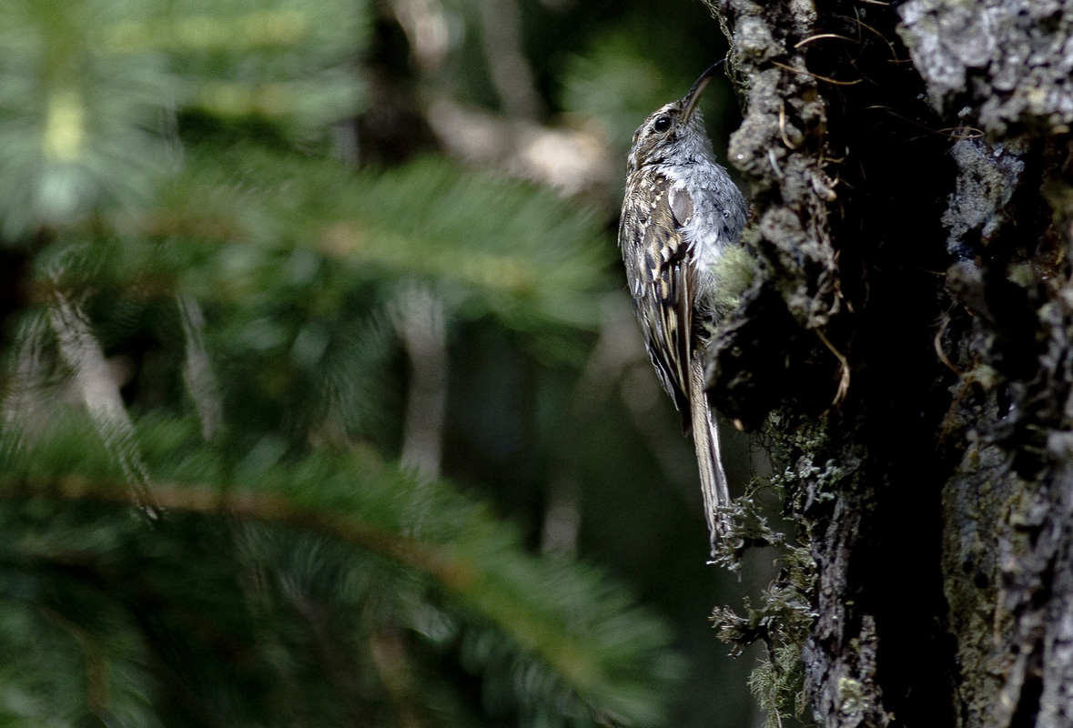 treecreeper