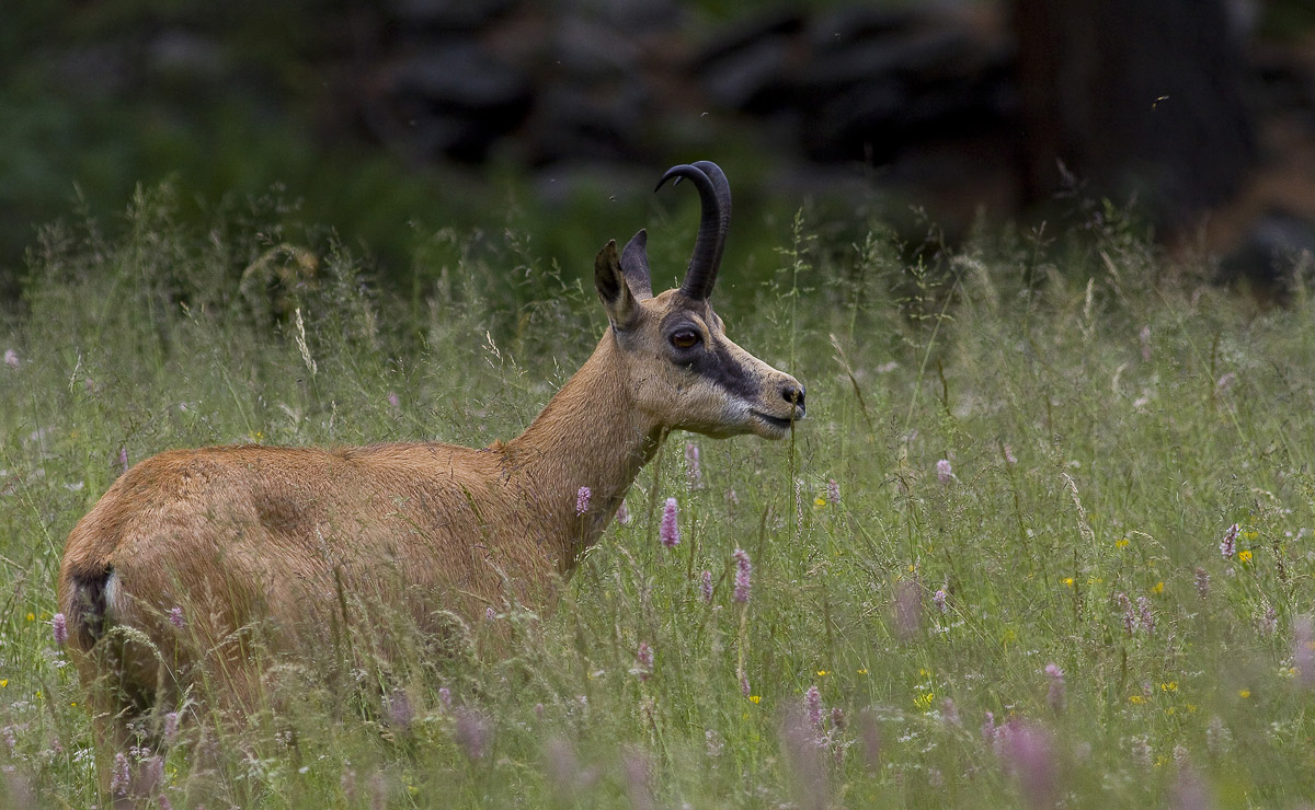chamois grazing