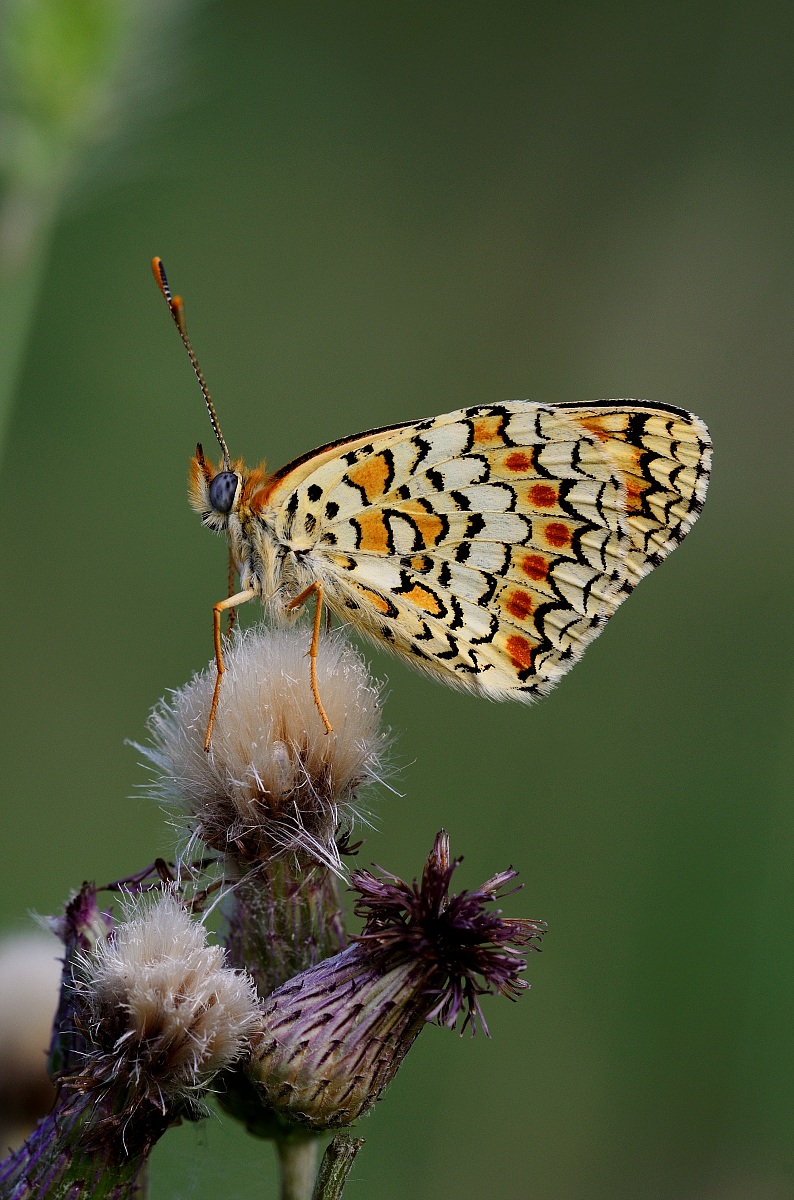 Campagna Poggio alla Malva Firenze