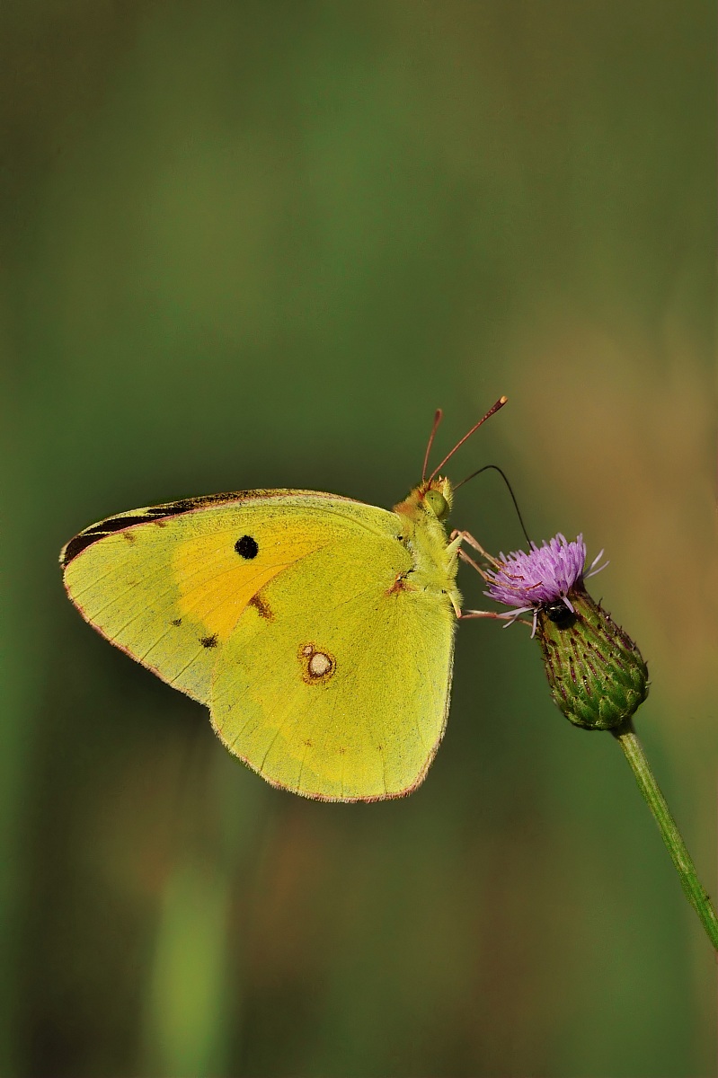 Campagna Poggio alla Malva Firenze