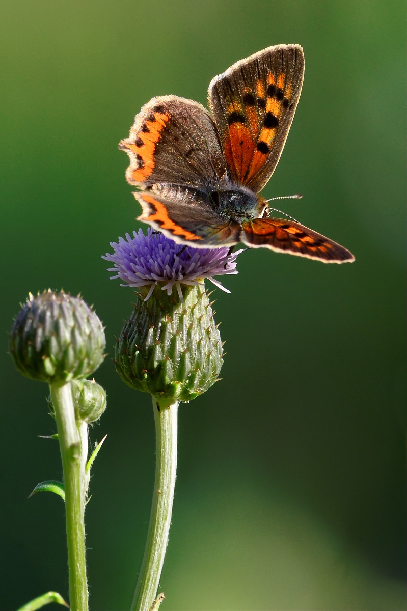 Campagna Poggio alla Malva Firenze