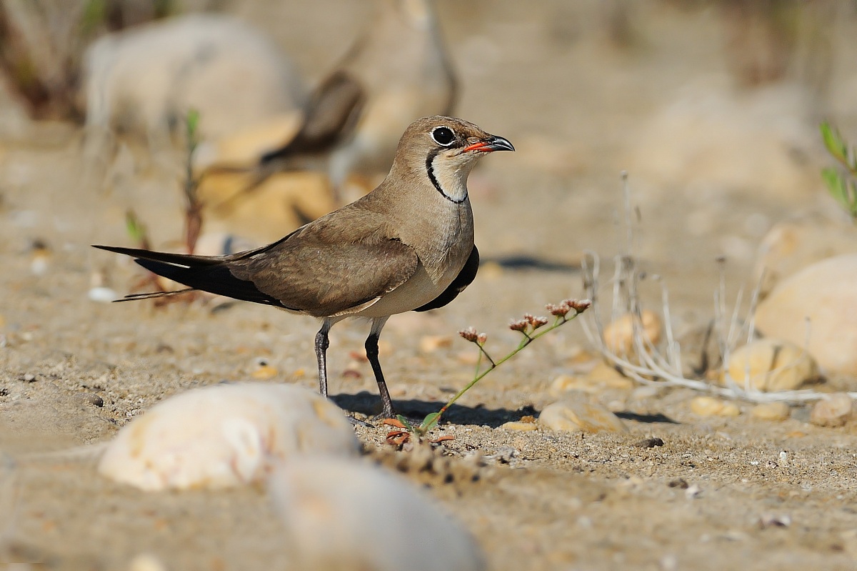 Pratincole