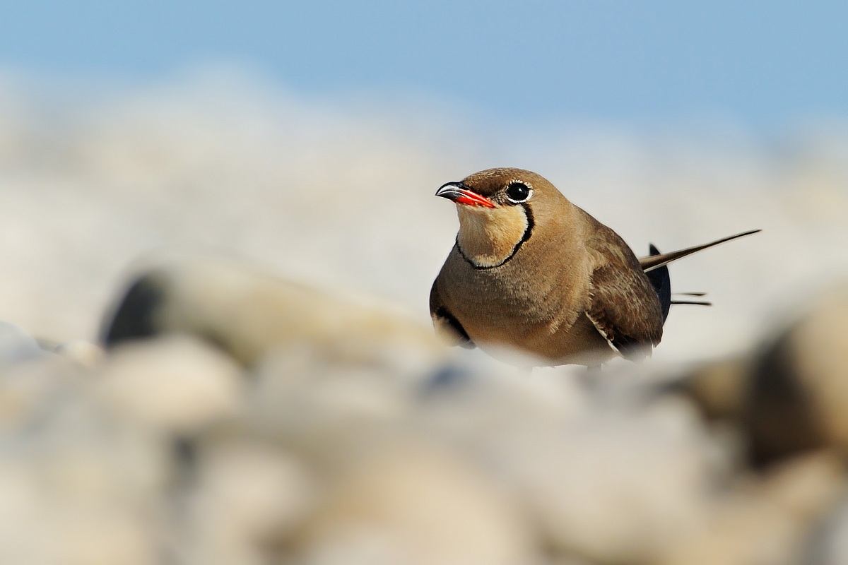 Pratincole