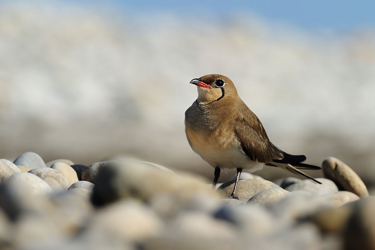 Pratincole