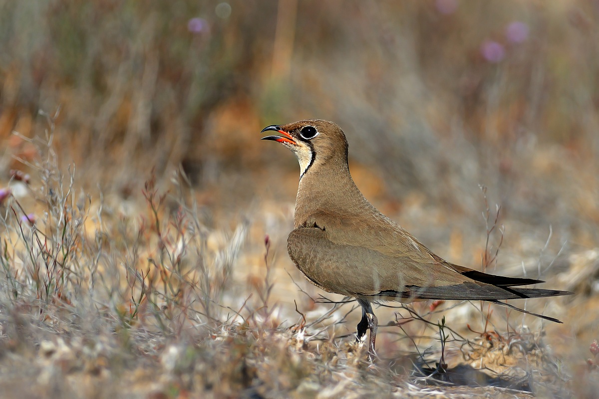 Pratincole-Glareola pratinicola