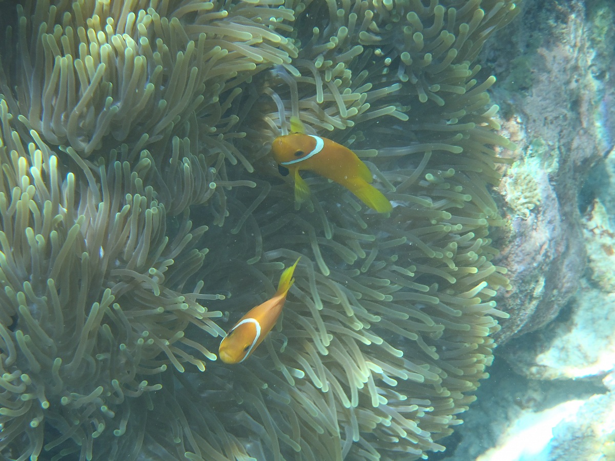 The family clownfish