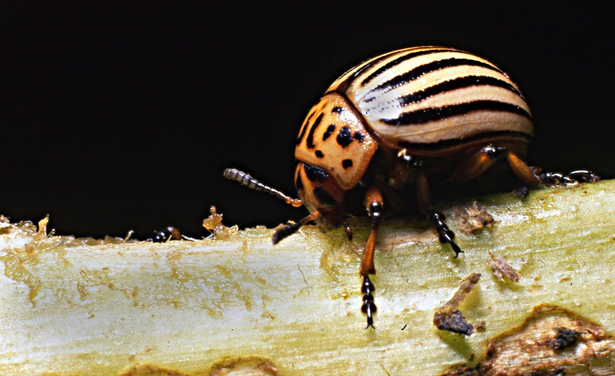 Colorado beetle