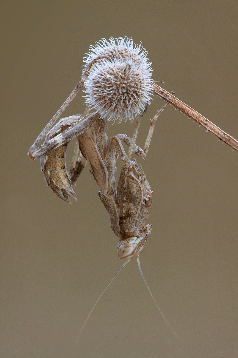 Da grande farò la mantide