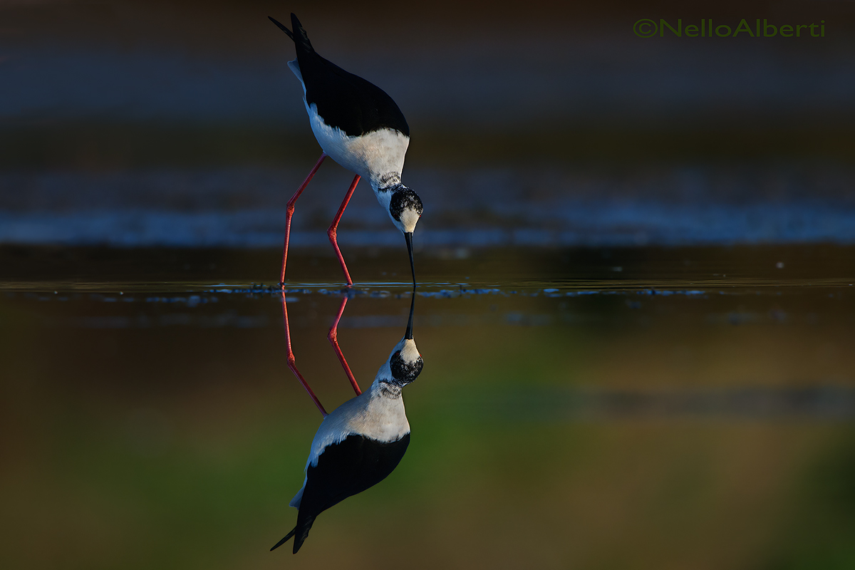 knight in the mirror