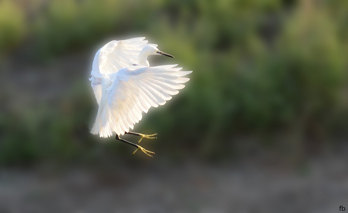 atterraggio della garzetta