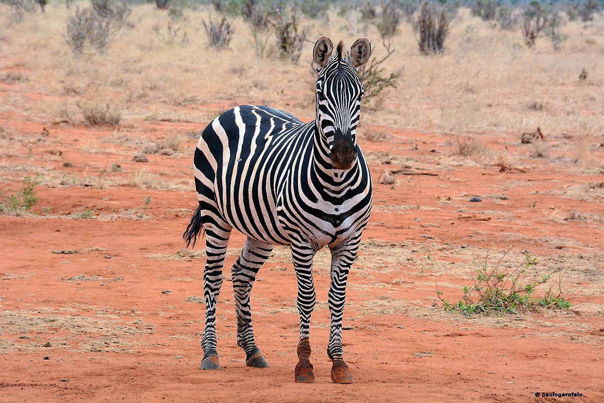 Zebra dello Tsavo