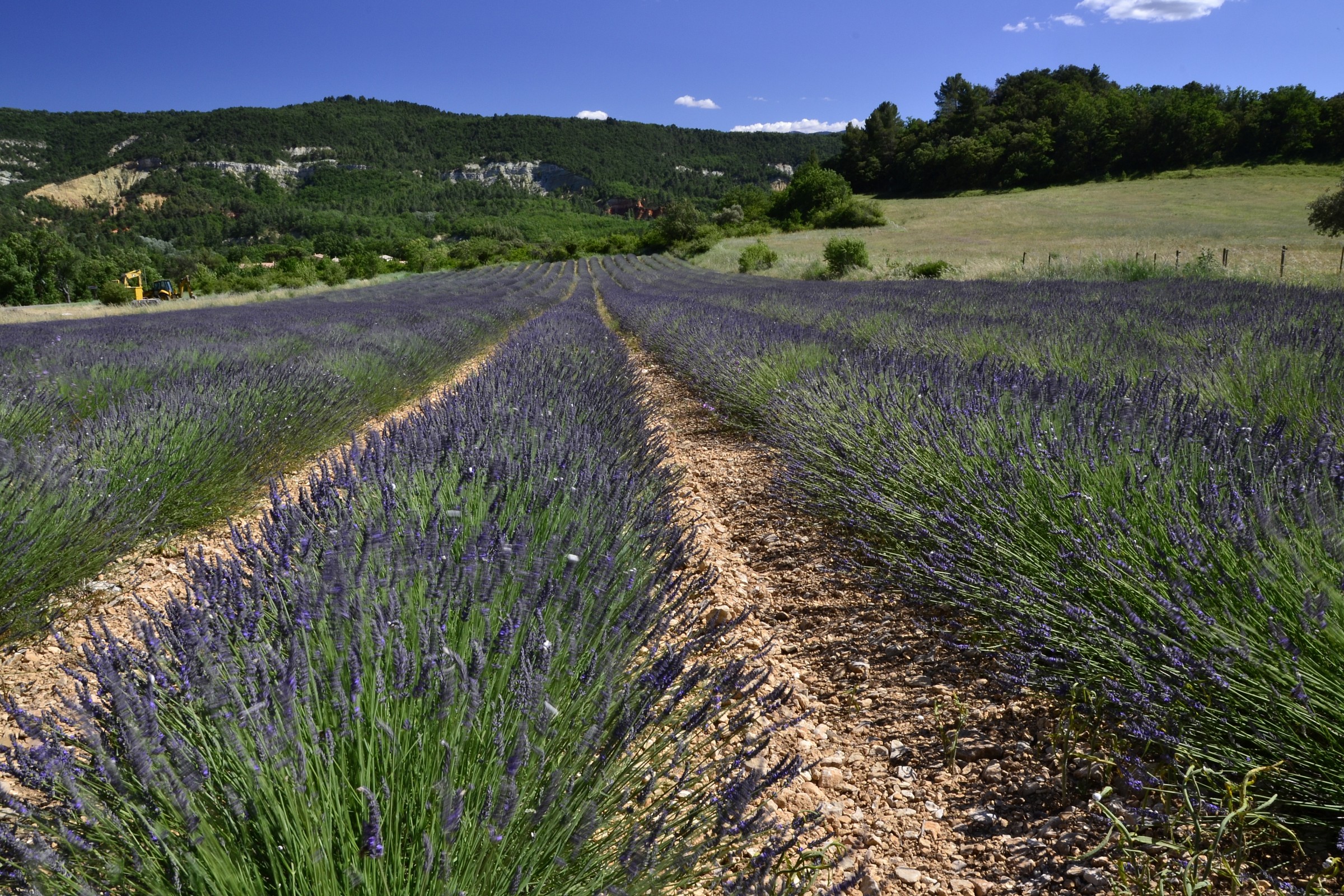provenza - Itinerario lavanda