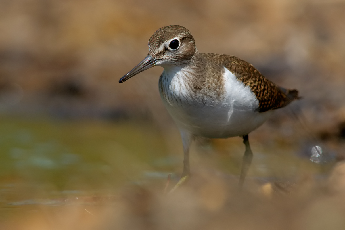 Common Sandpiper (Actitis hypoleucos)