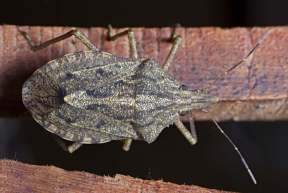 Shield Bug