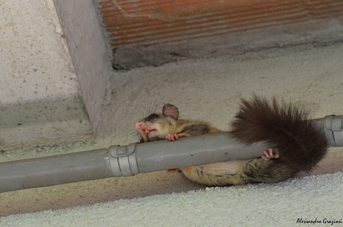 When you say ...... sleep like a log!