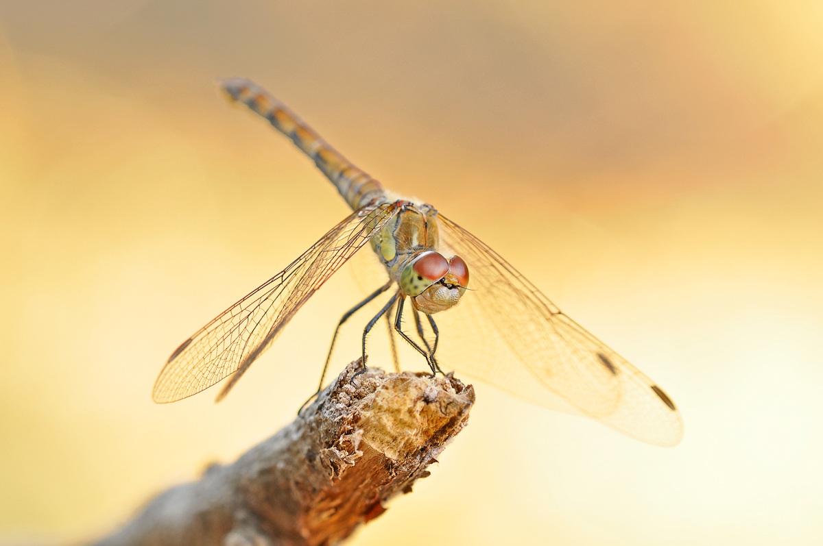 prima uscita macro 2013