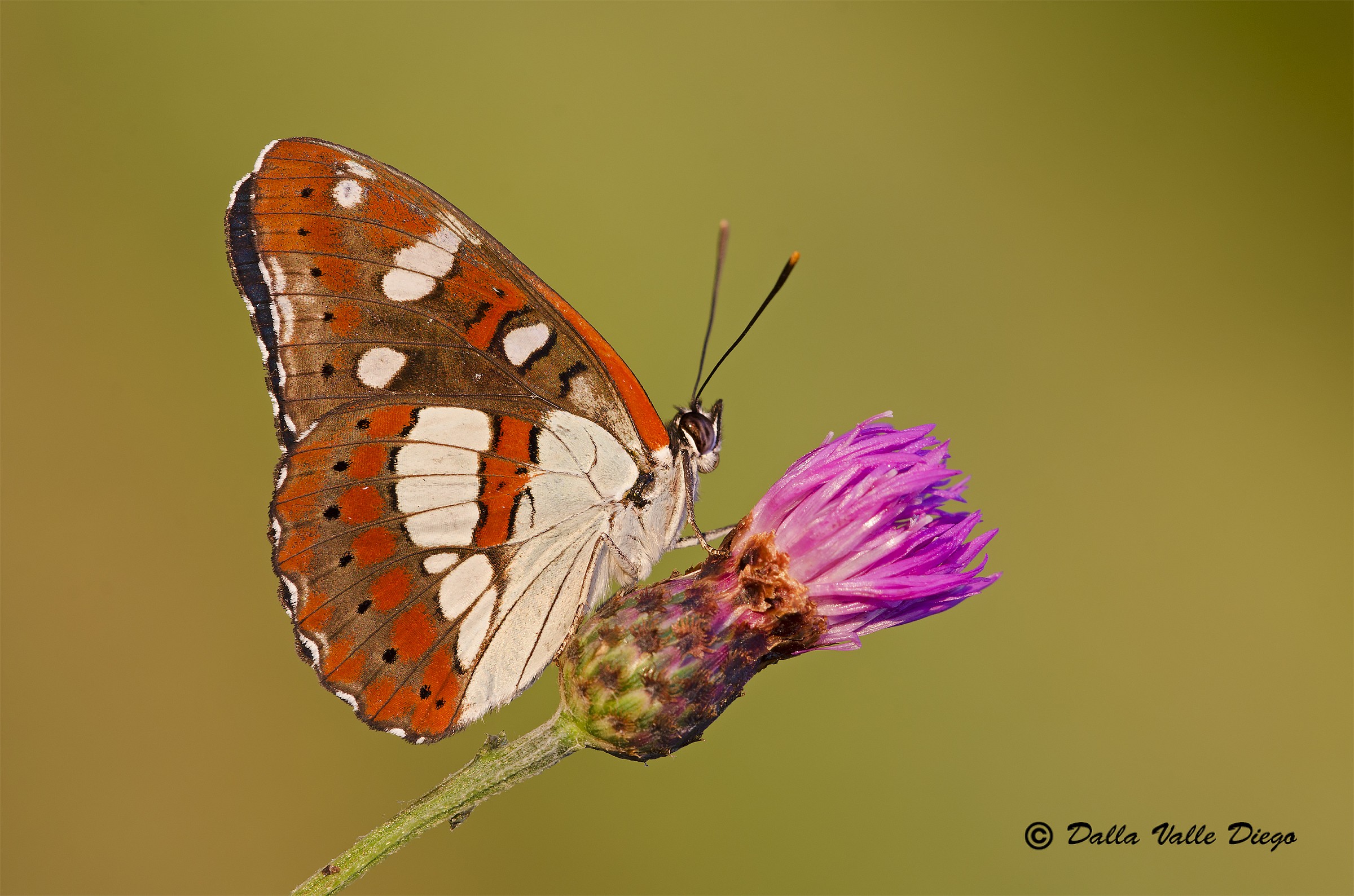Limenitis Reducta