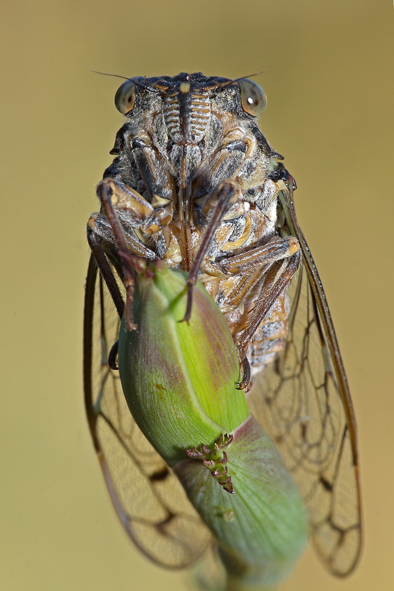 Cicada
