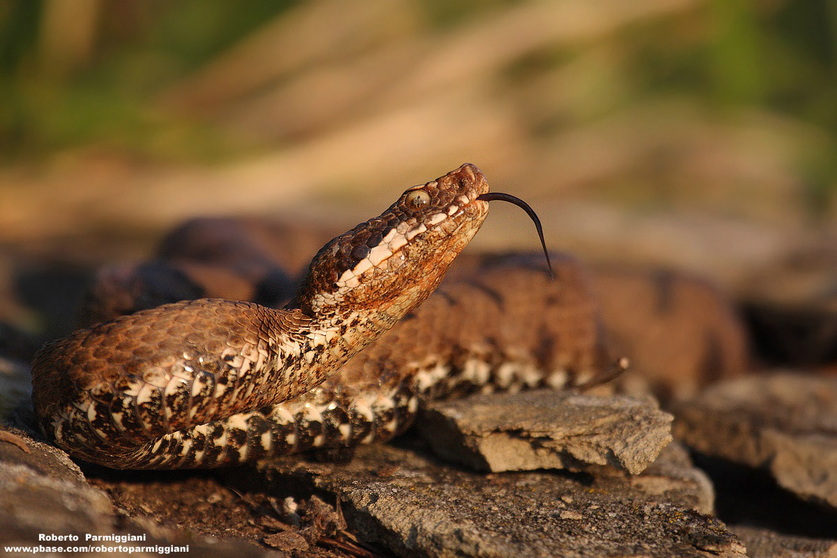 Vipera aspis al tepore del tramonto