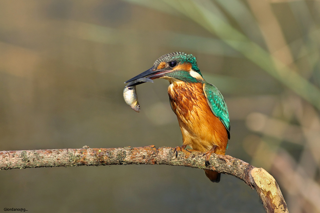 Il martino con il pesciolino