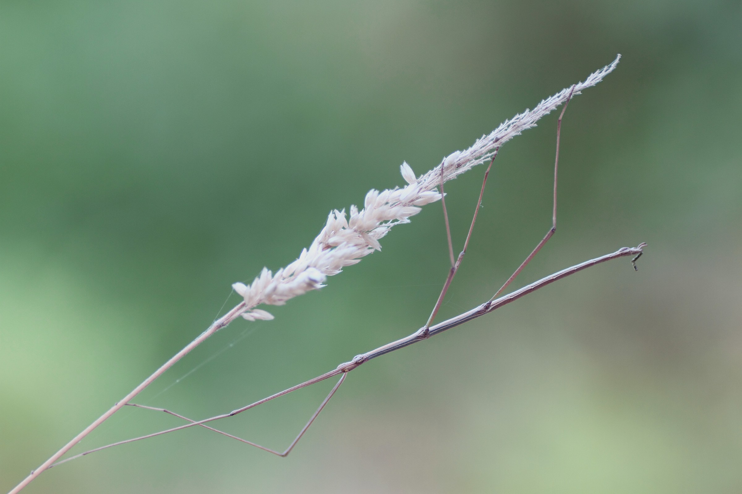 Phasmatodea