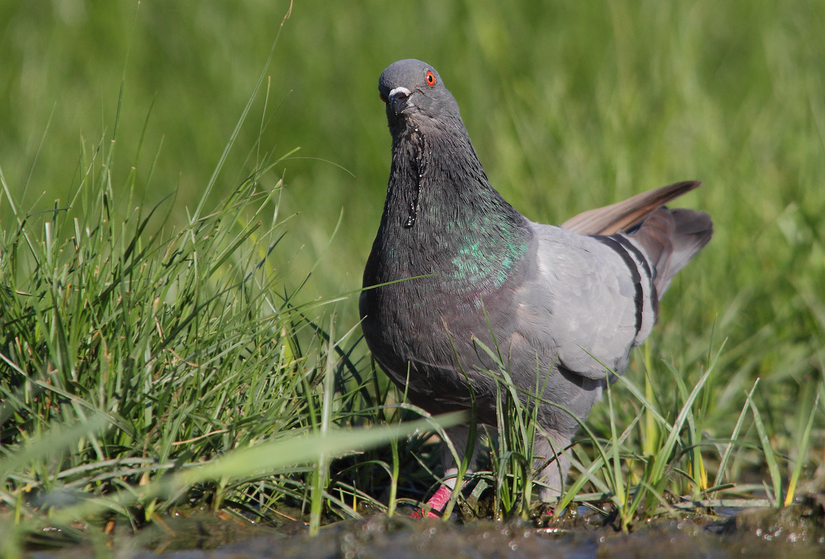 Non si butta via niente
