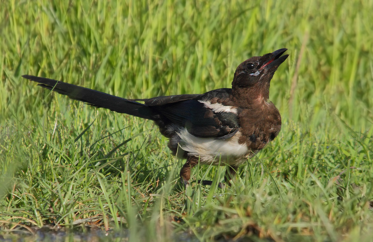 young magpie