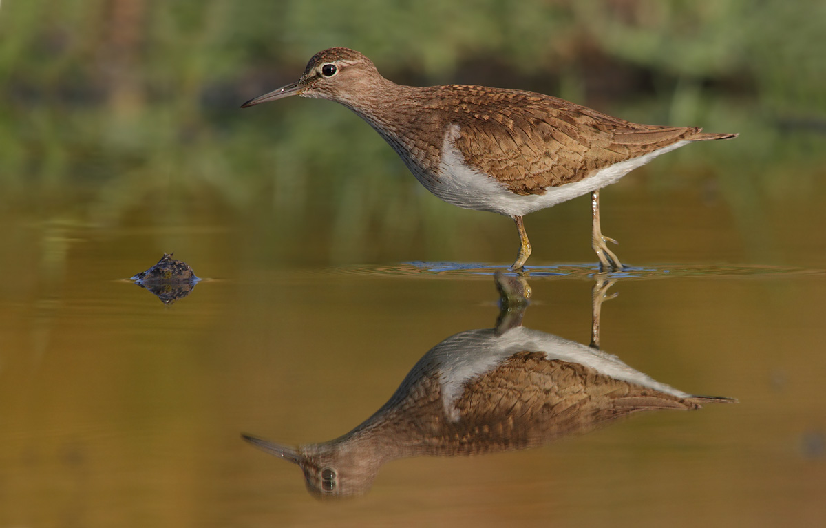 sandpiper
