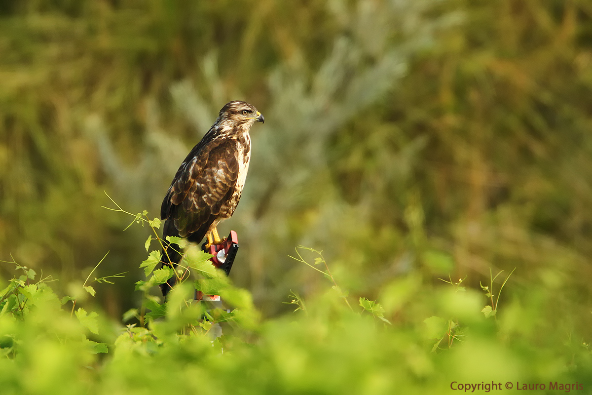 A guardia della vigna