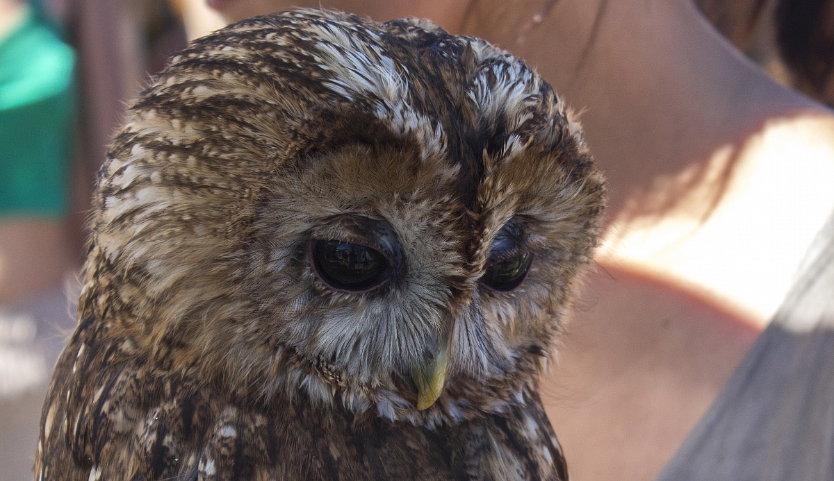the curiosity of the birds