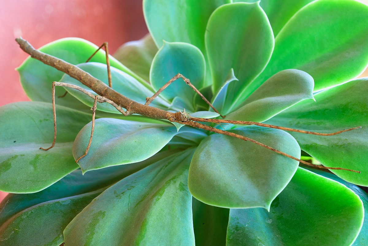 Mimetismo imperfetto