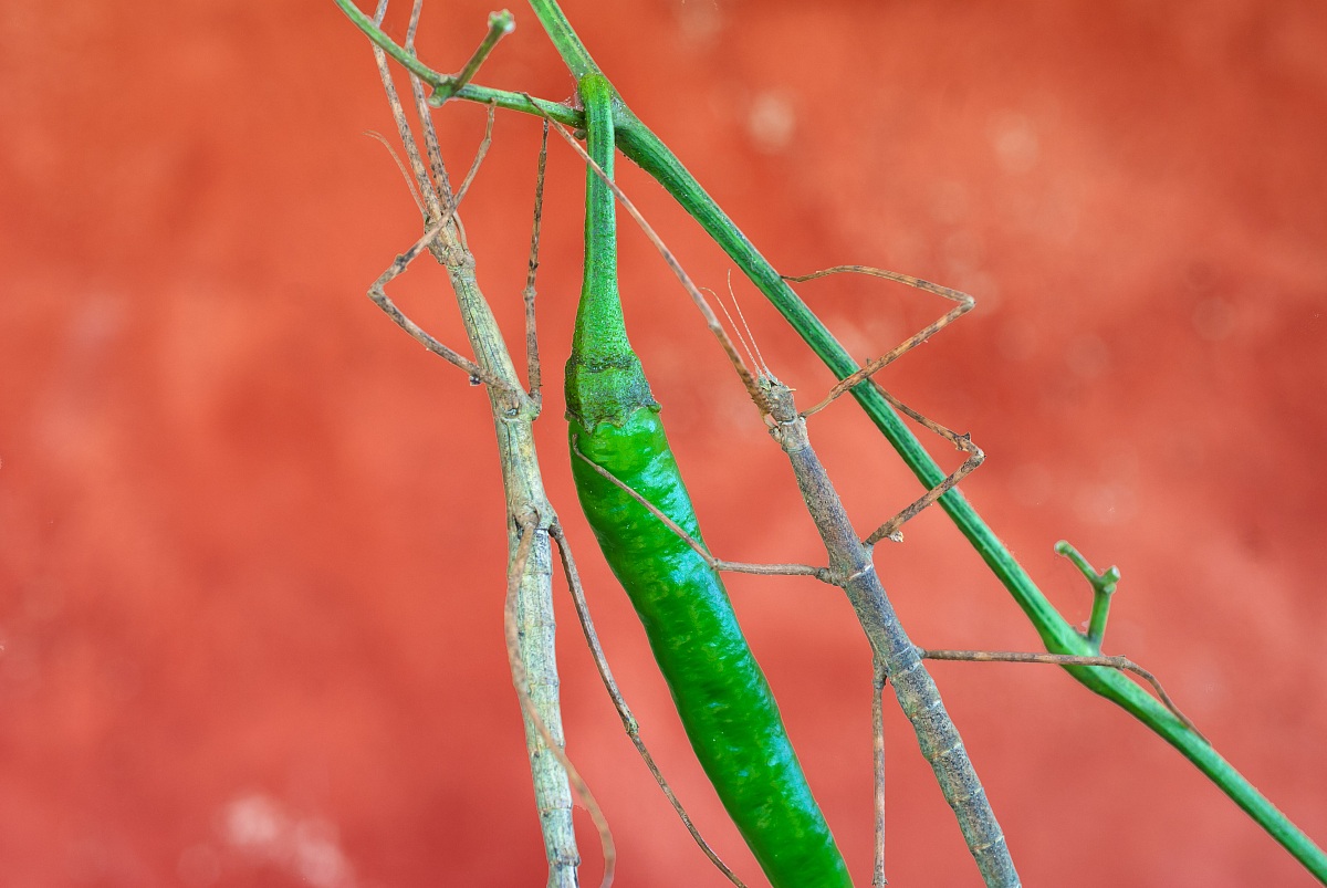 Mimetismo imperfetto 2