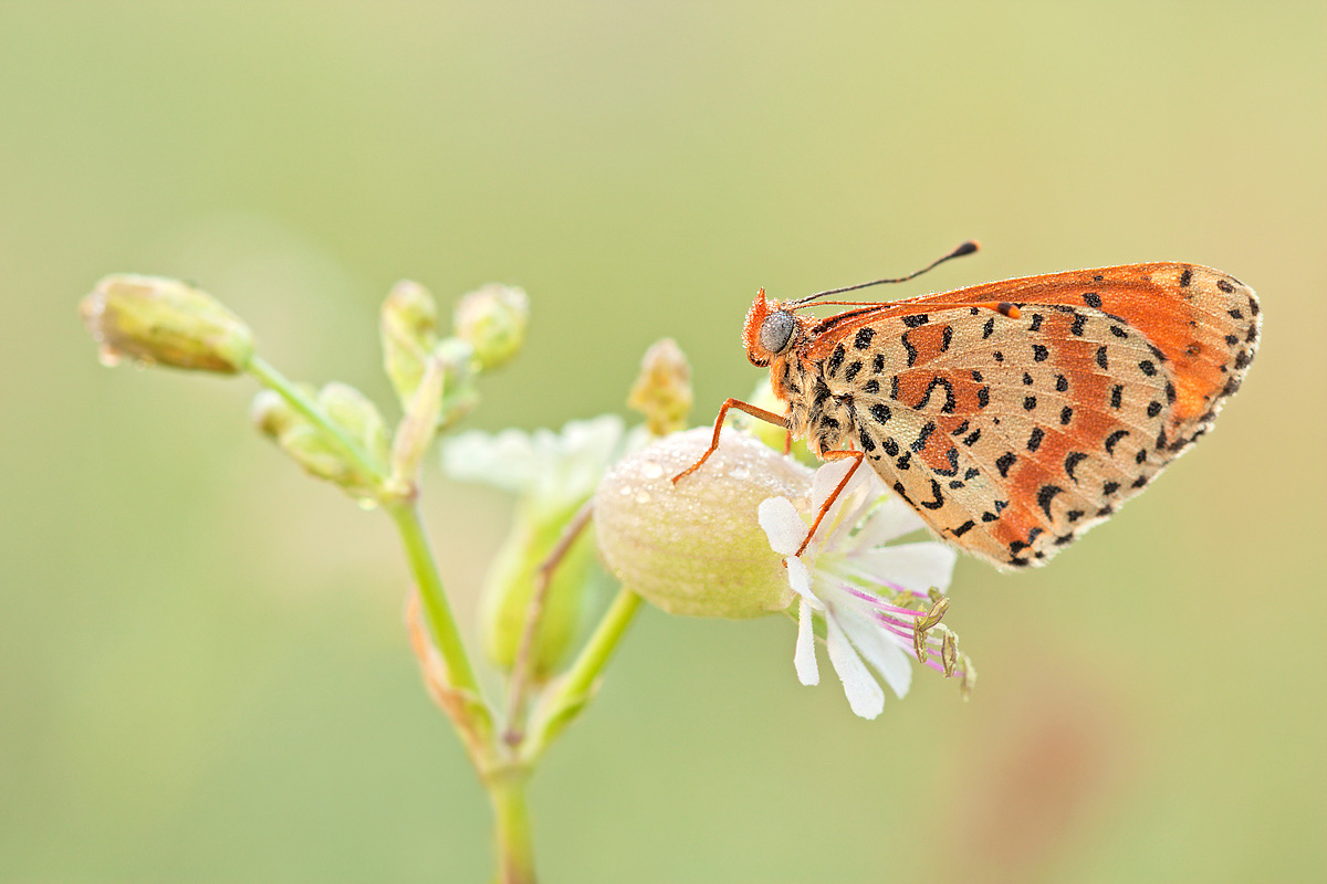 Melitaea