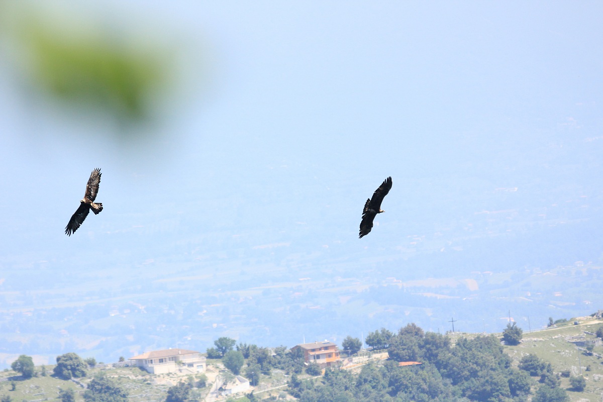 Aquile in volo
