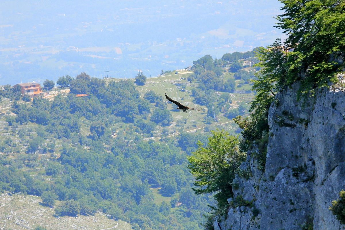 Aquila con preda