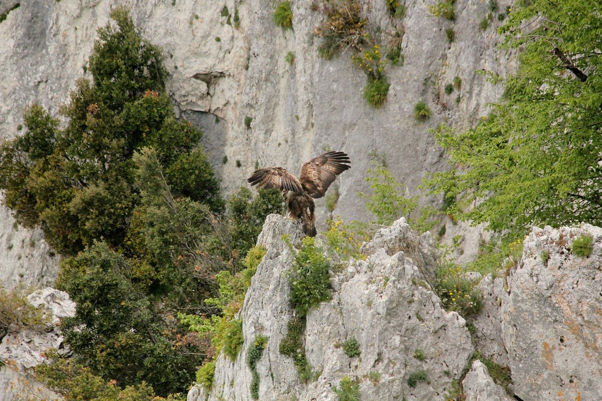 aquila su roccia