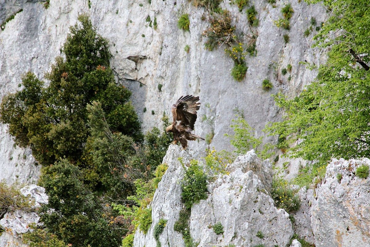 aquila su roccia