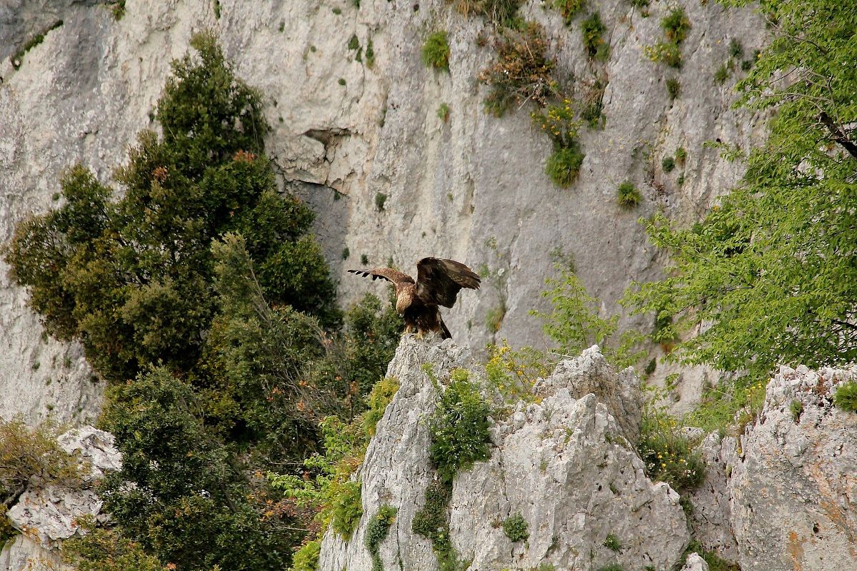 aquila su roccia