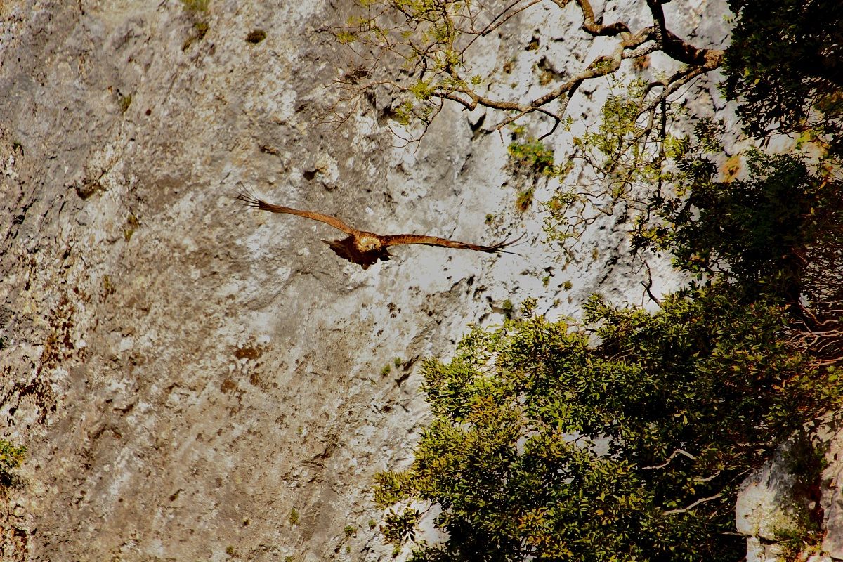 aquila presso il nido