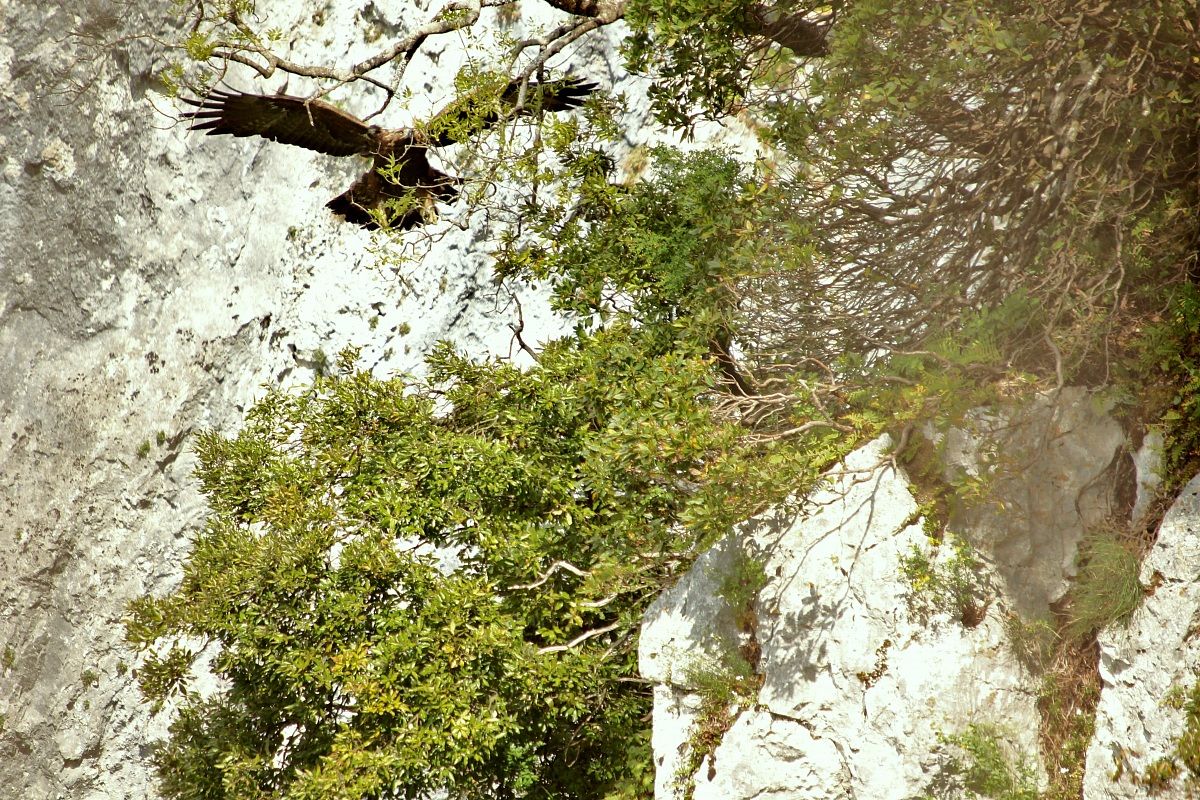 aquila presso il nido