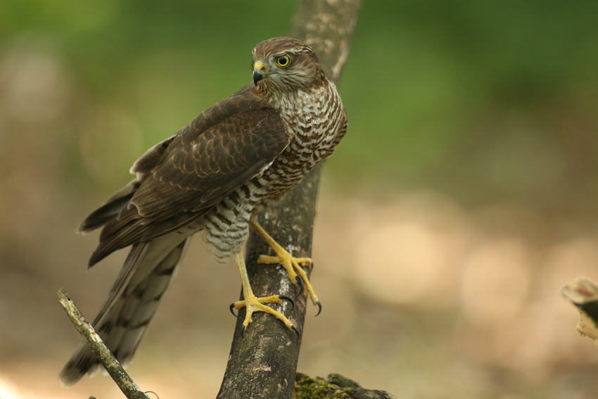 Sparrowhawk "Accipiter nisus" 1