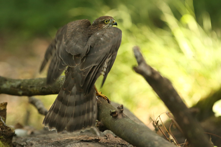 Sparrowhawk "Accipiter nisus" 2