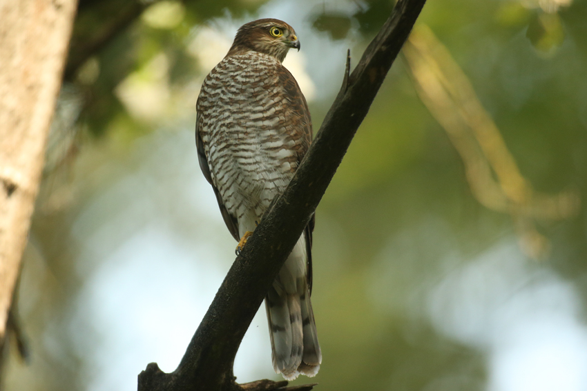 Sparrowhawk "Accipiter nisus" 3