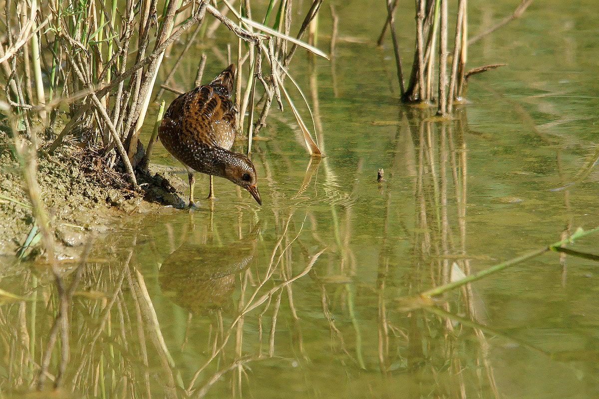 Spotted Crake in hunting