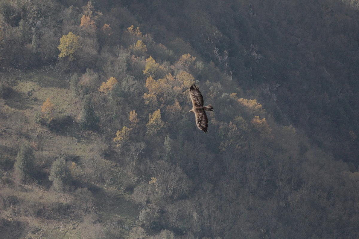 Aquila sulle gole del Melfa